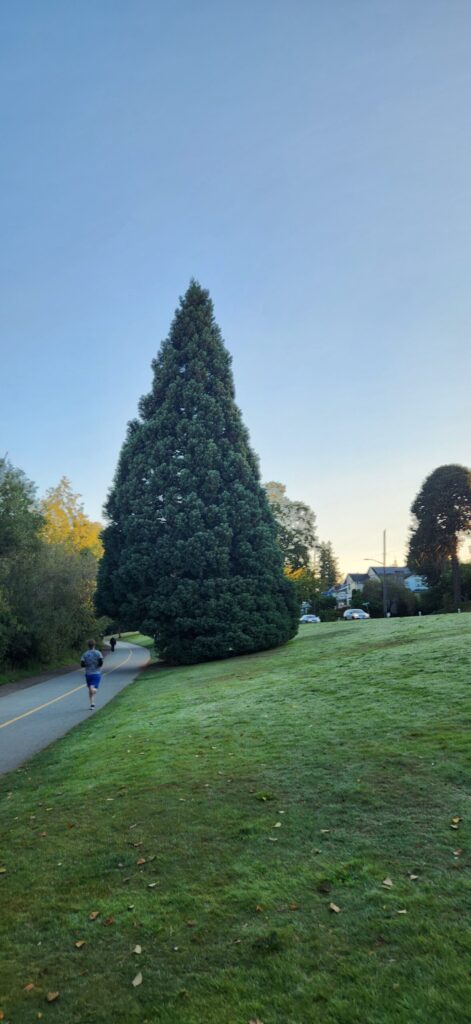 Giant sequoia tree next the Green Lake Park path