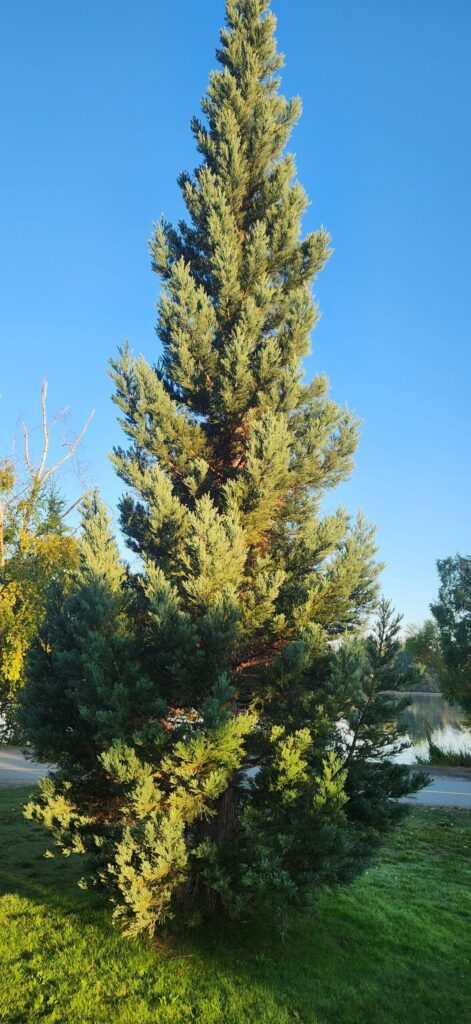smallest sequoia at the park
