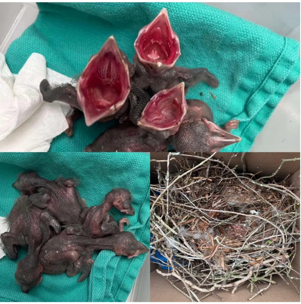 several baby crows